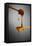 1 Tablespoon Honey-Steve Gadomski-Framed Stretched Canvas