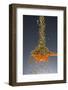 1 Tablespoon Oregano-Steve Gadomski-Framed Photographic Print