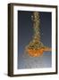 1 Tablespoon Oregano-Steve Gadomski-Framed Photographic Print