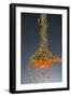 1 Tablespoon Oregano-Steve Gadomski-Framed Photographic Print