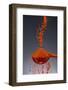 1 Tablespoon Paprika-Steve Gadomski-Framed Photographic Print