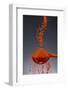 1 Tablespoon Paprika-Steve Gadomski-Framed Photographic Print