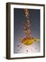 1 Tablespoon Red Pepper Flakes-Steve Gadomski-Framed Photographic Print