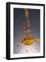 1 Tablespoon Red Pepper Flakes-Steve Gadomski-Framed Photographic Print