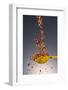 1 Tablespoon Red Pepper Flakes-Steve Gadomski-Framed Photographic Print