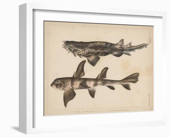 1. Triakis Scyllium, 2. Cestracion Phillippi, 1855-H. Patterson-Framed Giclee Print