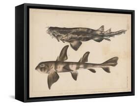 1. Triakis Scyllium, 2. Cestracion Phillippi, 1855-H. Patterson-Framed Stretched Canvas