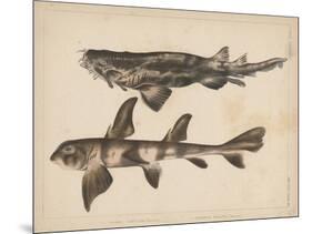 1. Triakis Scyllium, 2. Cestracion Phillippi, 1855-H. Patterson-Mounted Giclee Print