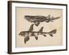 1. Triakis Scyllium, 2. Cestracion Phillippi, 1855-H. Patterson-Framed Giclee Print