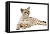 1 Year Old Bengal Seal Mink Snow-null-Framed Stretched Canvas