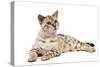 1 Year Old Bengal Seal Mink Snow-null-Stretched Canvas