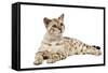 1 Year Old Bengal Seal Mink Snow-null-Framed Stretched Canvas