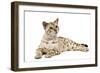 1 Year Old Bengal Seal Mink Snow-null-Framed Photographic Print