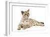 1 Year Old Bengal Seal Mink Snow-null-Framed Photographic Print