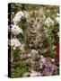 10-Week, Long Haired Tabby Kitten 'Powder Puff' Among Hosta, Verbena, Aphrodite, Argyranthemum-Jane Burton-Stretched Canvas