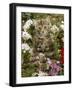 10-Week, Long Haired Tabby Kitten 'Powder Puff' Among Hosta, Verbena, Aphrodite, Argyranthemum-Jane Burton-Framed Photographic Print