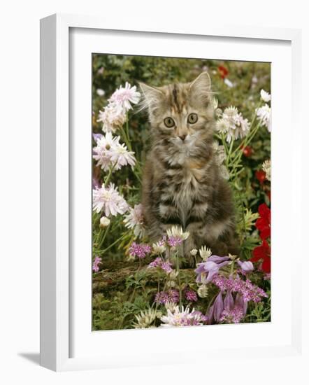 10-Week, Long Haired Tabby Kitten 'Powder Puff' Among Hosta, Verbena, Aphrodite, Argyranthemum-Jane Burton-Framed Photographic Print