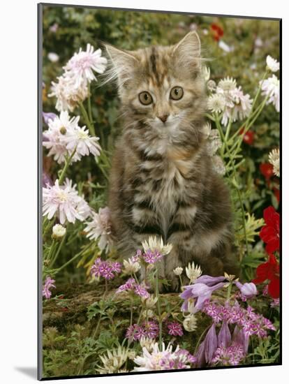10-Week, Long Haired Tabby Kitten 'Powder Puff' Among Hosta, Verbena, Aphrodite, Argyranthemum-Jane Burton-Mounted Photographic Print