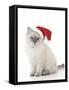 10 Week Old Ragdoll Kitten Wearing Christmas Hat-null-Framed Stretched Canvas