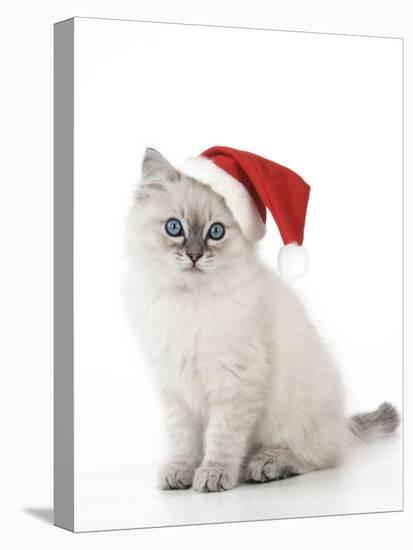 10 Week Old Ragdoll Kitten Wearing Christmas Hat-null-Stretched Canvas