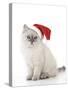 10 Week Old Ragdoll Kitten Wearing Christmas Hat-null-Stretched Canvas