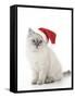 10 Week Old Ragdoll Kitten Wearing Christmas Hat-null-Framed Stretched Canvas