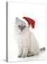 10 Week Old Ragdoll Kitten Wearing Christmas Hat-null-Stretched Canvas