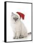 10 Week Old Ragdoll Kitten Wearing Christmas Hat-null-Framed Stretched Canvas