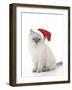 10 Week Old Ragdoll Kitten Wearing Christmas Hat-null-Framed Premium Photographic Print