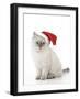 10 Week Old Ragdoll Kitten Wearing Christmas Hat-null-Framed Premium Photographic Print