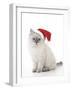 10 Week Old Ragdoll Kitten Wearing Christmas Hat-null-Framed Premium Photographic Print