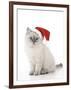 10 Week Old Ragdoll Kitten Wearing Christmas Hat-null-Framed Photographic Print