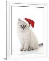 10 Week Old Ragdoll Kitten Wearing Christmas Hat-null-Framed Photographic Print