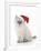 10 Week Old Ragdoll Kitten Wearing Christmas Hat-null-Framed Photographic Print