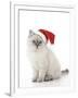 10 Week Old Ragdoll Kitten Wearing Christmas Hat-null-Framed Photographic Print