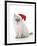 10 Week Old Ragdoll Kitten Wearing Christmas Hat-null-Framed Photographic Print