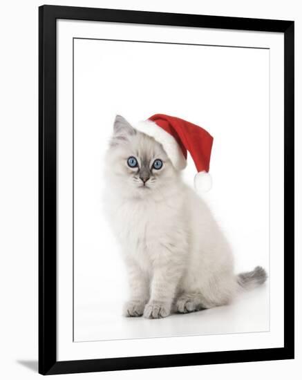 10 Week Old Ragdoll Kitten Wearing Christmas Hat-null-Framed Photographic Print