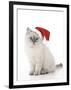 10 Week Old Ragdoll Kitten Wearing Christmas Hat-null-Framed Photographic Print