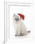 10 Week Old Ragdoll Kitten Wearing Christmas Hat-null-Framed Photographic Print