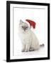 10 Week Old Ragdoll Kitten Wearing Christmas Hat-null-Framed Photographic Print