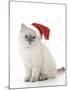 10 Week Old Ragdoll Kitten Wearing Christmas Hat-null-Mounted Photographic Print