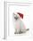 10 Week Old Ragdoll Kitten Wearing Christmas Hat-null-Framed Photographic Print