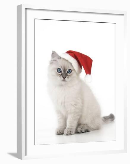 10 Week Old Ragdoll Kitten Wearing Christmas Hat-null-Framed Photographic Print