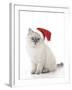 10 Week Old Ragdoll Kitten Wearing Christmas Hat-null-Framed Photographic Print