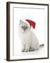 10 Week Old Ragdoll Kitten Wearing Christmas Hat-null-Framed Photographic Print