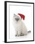 10 Week Old Ragdoll Kitten Wearing Christmas Hat-null-Framed Photographic Print