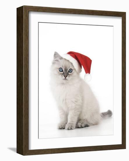 10 Week Old Ragdoll Kitten Wearing Christmas Hat-null-Framed Photographic Print