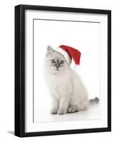 10 Week Old Ragdoll Kitten Wearing Christmas Hat-null-Framed Photographic Print