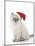10 Week Old Ragdoll Kitten Wearing Christmas Hat-null-Mounted Photographic Print