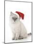 10 Week Old Ragdoll Kitten Wearing Christmas Hat-null-Mounted Photographic Print